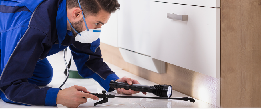 Keller pest xpert removal